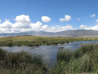 Wetland Landscape in Ngorongoro Crater with Grazing Wildlife, Tanzania, Africa