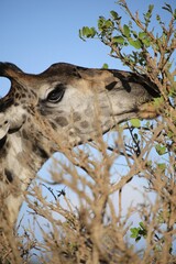  Close-Up of a Giraffe Eating from a Tree, Serengeti National Park, Tanzania, Africa
