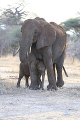 Mother Elephant and Baby Walking in the Savannah,  Tarangire National Park, Tanzania