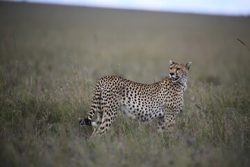 Cheetah on the Hunt in the Open Grassland, Serengeti National Park, Tanzania, Africa
