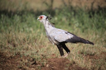 Secretary Bird Walking Across the African Savanna