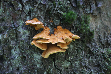 Pycnoporellus fulgens, bracket fungus from Finland, no common English name