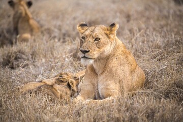Lioness and Cub Resting in the Tall Grass, Ngorongoro Conservation Area, Tanzania, Africa
