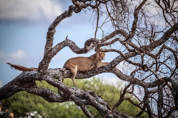 Resting Lioness on a Branch in a Tree, Tarangire National Park, Tanzania