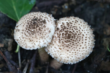 Lepiota echinacea, also called Echinoderma echinaceum, dapperling mushroom from Finland, no common English name