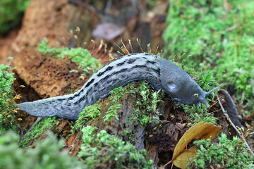 Limax cinereoniger, commonly known as ash-black slug, largest land slug species in the world.