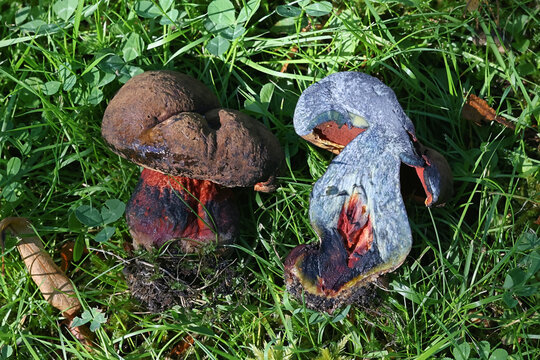 Neoboletus luridiformis, also called Boletus luridiformis, known as scarletina bolete, wild fungus from Finland