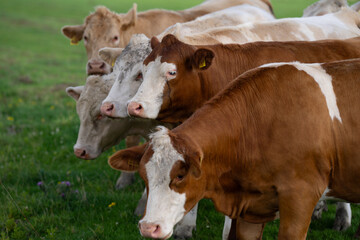Cow on on spring meadow. Cows farm nature. Cattle eating grass, grazing on pasture. Herd of cows on an agricultural farm. Cow on lawn. Cow grazing on green meadow. Holstein cow.
