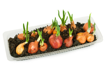 Winter cultivation of green onions on a white background. Young green onions.