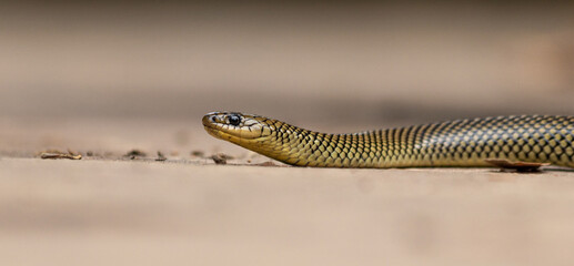 Yellow and brown snake on the floor close-up in Argentina (Erythrolamprus semiaureus)