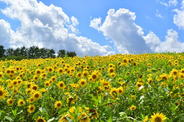 ひるぜんジャージーランド　岡山　ヒマワリ　向日葵　向日葵畑　ひまわり畑　夏　