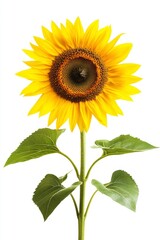 Single sunflower blooming, studio shot, white background, nature design