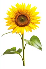 Vibrant Sunflower Blooming Isolated, White Background, Nature, Design