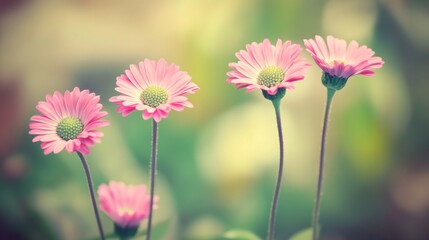 Obraz premium Four pink daisies in soft focus, shallow depth of field, blurred green background.