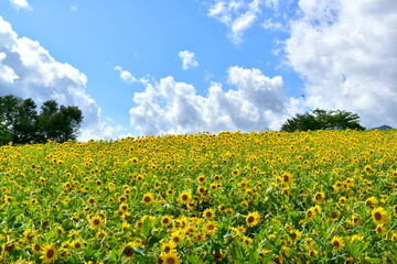 ひるぜんジャージーランド　岡山　ヒマワリ　向日葵　向日葵畑　ひまわり畑　夏　
