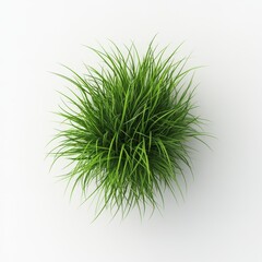 Lush Green Grass Growing in a Bright White Background Environment