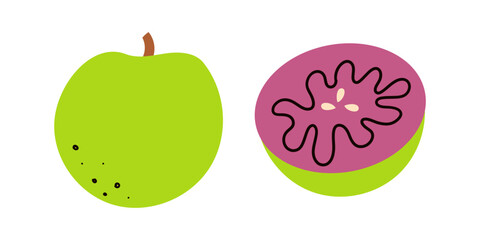 Vector illustration, star apple fruit or Chrysophyllum cainito, isolated on white background. Hand drawn doodle illustratio for banner , web and card design .
