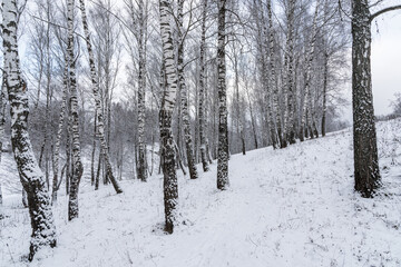 Birch grove after a snowfall on a winter cloudy day. Birch branches covered with snow.