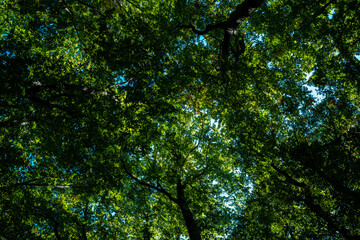 Green forest and nature. Nature green leaf on blurred greenery background with copy space. Natural green plants landscape, ecology wallpaper concept. Green texture background. Tree bokeh.