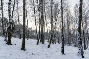 Sunbeams shining through snow-covered birch branches in a birch forest after a snowfall on a winter.