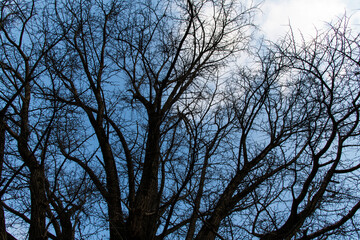 Low-angle view of the bare branches 