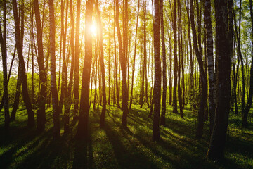 Obraz premium Sunset or sunrise in a spring birch forest with bright young foliage glowing in the rays of the sun and shadows. Vintage film aesthetic.