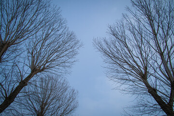 冬の木