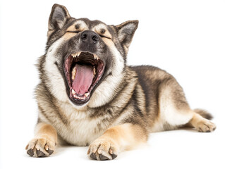 Fototapeta premium Cute dog photo, pet dog close-up