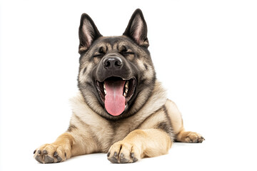 Fototapeta premium Cute dog photo, pet dog close-up