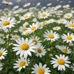Fototapeta premium White chamomile flowers gently swaying in the breeze, blossom, harvest