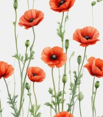 Obraz premium Watercolor clipart of poppy buds ready to bloom on a white background, bloom, vibrant, buds