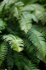Beautiful big fern with green leaves. Natural background outside in the forest, garden or park. Calm atmosphere with natural textures
