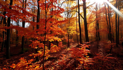 Obraz premium Autumn Forest with Sunlight Streaming Through Trees