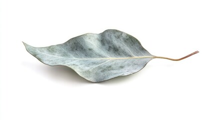 A delicate eucalyptus leaf with a subtle matte surface, artistically placed diagonally on a white background