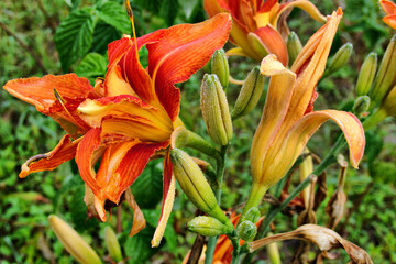 Close-up of Vibrant Orange Daylilies Blooming in a Lush Garden