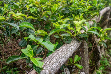 A lush tea plantation with vibrant green tea leaves growing on bushes, showcasing the natural beauty and agricultural significance of tea farming