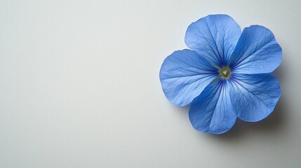 Obraz premium Single blue flax flower, minimalist background, studio shot, greeting card