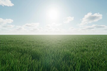 Fototapeta premium A field of grass with a bright sun shining on it
