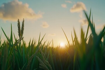 A field of grass with a sun in the sky
