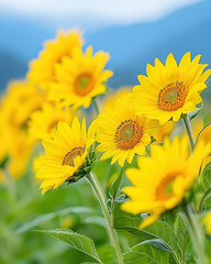 Obraz premium Vibrant sunflowers blooming in lush field under clear sky