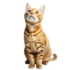 Majestic Orange Tabby Cat Sitting Gracefully in Studio with transparent background