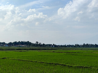 The view of rice fields in rural Indonesia during the day with the sky and trees in Indonesia looks very beautiful.