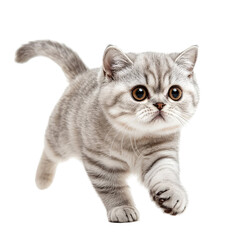 Obraz premium Playful Shorthair Cat in Motion Against a Clean White Studio Background