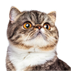 Charming Shorthair Cat Portrait with Large Eyes on a transparent background in a Studio Setting