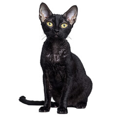 Elegant Black Cat with Striking Yellow Eyes Posed on transparent background in Studio Setting