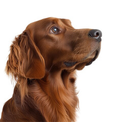 Beautiful Setter Dog Profile on White Studio Background Capturing Expressions with High Detail and Clarity