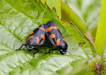 Gemeine Blutzikade (Cercopis vulnerata)