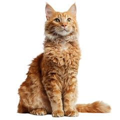 Majestic Orange Cat Sitting Gracefully Against White Studio Background in High-Quality Portrait Photography
