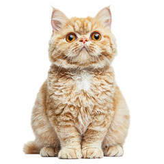 Obraz premium Adorable orange cat with big eyes sitting on a transparent background in a studio setting, perfect for pet lovers