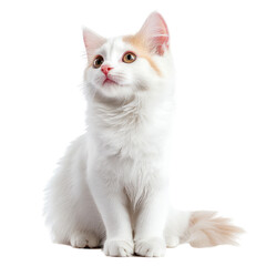 Fototapeta premium White Cat Sitting Gracefully in Studio Environment with Soft Lighting and Clear Background